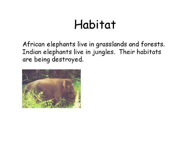 Habitat  African elephants live in grasslands and forests.  Indian elephants live in